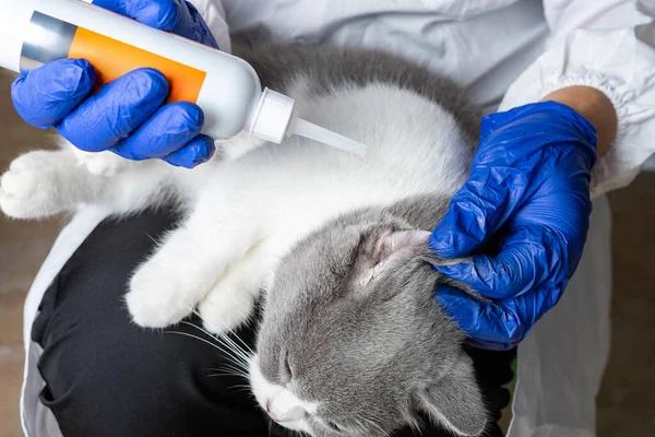 Understanding the Feline Distemper Vaccine: A Practical Guide